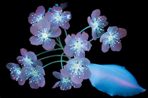 Bioluminescent Flowers