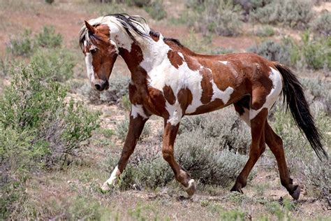 15 Stunning Images Of American Mustangs