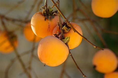 Arbres fruitiers exotiques et originaux - Le jardin d'épices | Frutta ...