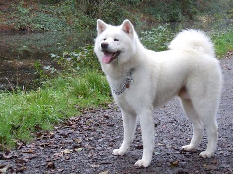 Japanese Akita Inu Info, Temperament, Puppies, Pictures | Akita dog ...