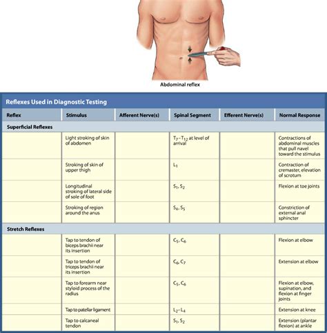 Brachioradialis Reflex