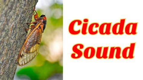 Cicada Sound #shorts - YouTube