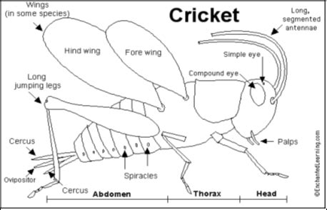 Cricket Anatomy Diagram