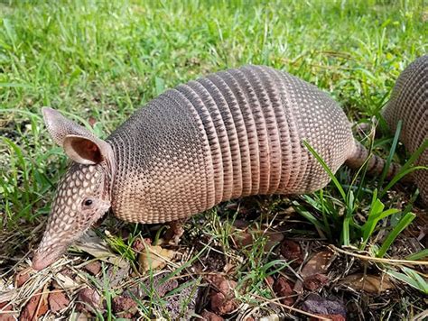 8 Facts You May Not Know About The Armadillo Shell – North American Nature