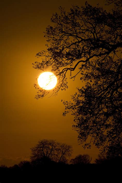 Sunrise Tree Silhouette Photograph by Darren Burroughs | Fine Art America