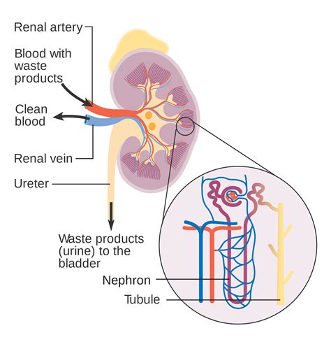 Nephron In Kidney Diagram