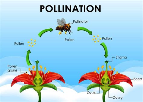 Pollination For Kids