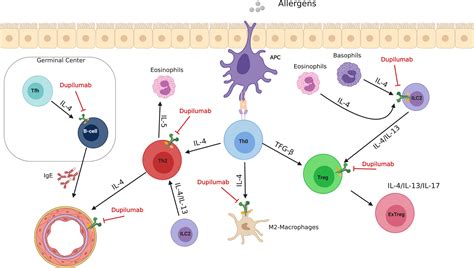 Mechanisms of Dupilumab - Harb - 2020 - Clinical & Experimental Allergy ...