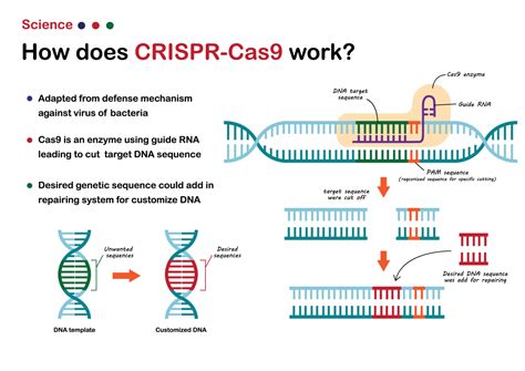 Crispr Cas9 Diagram