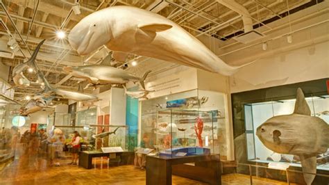 Life in Crisis: Schad Gallery of Biodiversity | Royal Ontario Museum