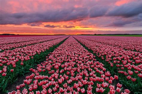 #Flowers #Tulip #Field #Nature #Netherlands Pink Flower #Sunset #1080P ...