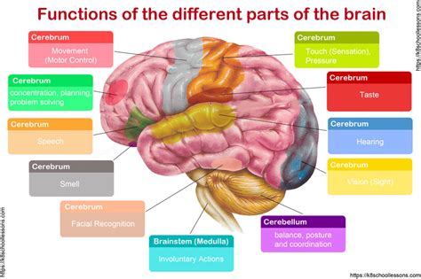 Parts Of The Brain And Their Functions Chart Human Anatomy | Porn Sex ...