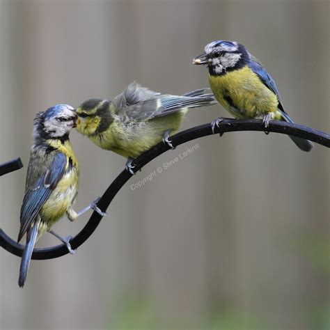 Greenham Birding: Blue Tit Fledgling