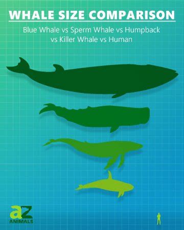 Whale Size Comparison: How Big are Different Whales? - A-Z Animals