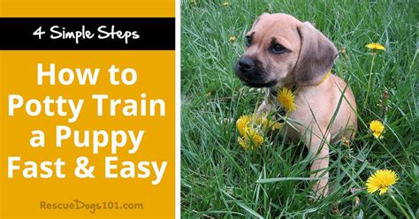 How to Potty Train a Puppy Fast & Easy - Rescue Dogs 101