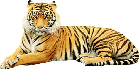 Baru Gambar Harimau Sumatera Png