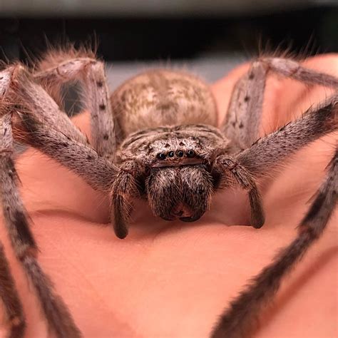 Thats Anna 💁🏻‍♀️ a Australian Huntsman Spider (Holconia insignis ...