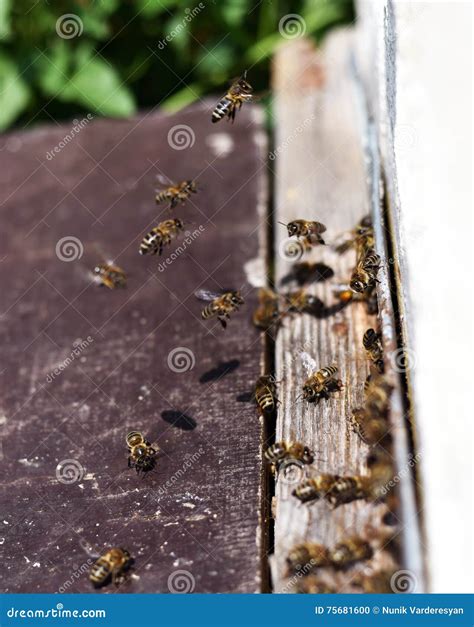 Honey Bee Swarm . stock photo. Image of beekeeping, beefarm - 75681600