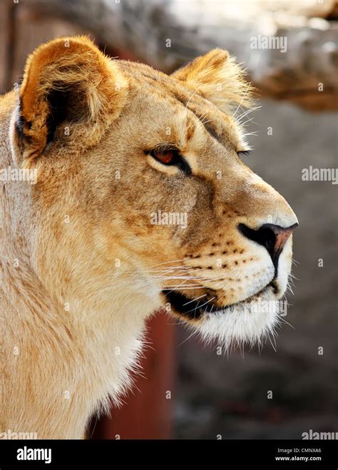 Big beautiful Female lion's portrait isolated on the white Stock Photo ...