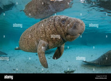 Very young Florida manatee (Trichechus manatus latirostrus) Manatees ...