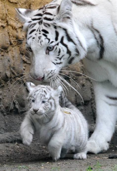 Tigres blancs maman et son petit** | Images animaux sauvages, Animaux ...