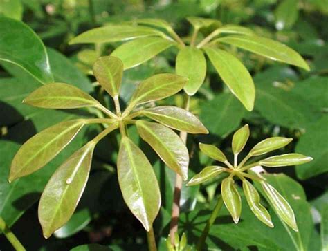 Hawaii's Prettiest Pests : Talking Plants Blog : NPR