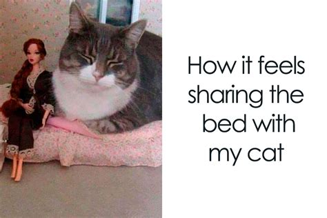 50 Relatable Cat Memes You’ll Probably Wish You Could Tag Your Cat In ...