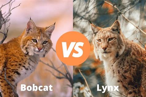 Bobcat Vs Lynx | Know The Difference | Assorted Animals