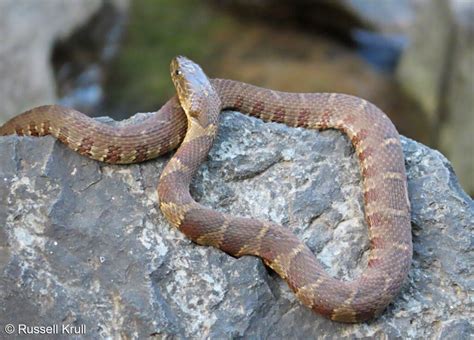 Cottonmouth vs Water Snake - What is the difference? - Animal Hype