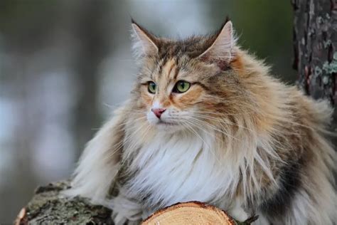 Norwegian Forest Cat • Purrfectcatbreeds