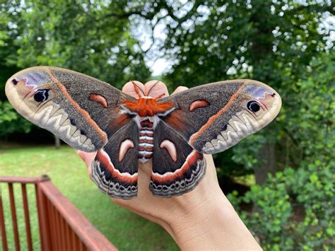 What Are Moth insect that bite? – Telegraph