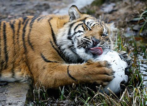 Animals at the London Zoo Photography – Fubiz Media