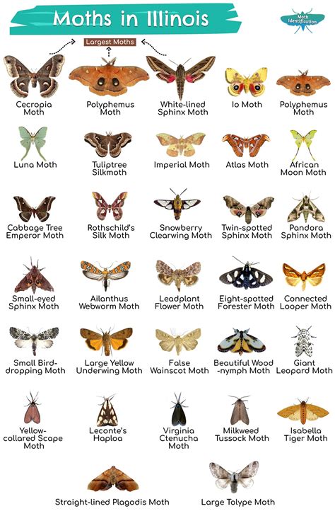 British Day Flying Moths Identification Guide FSC Moths Guide ...