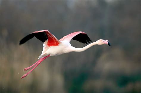 Flamingo | San Diego Zoo Animals & Plants