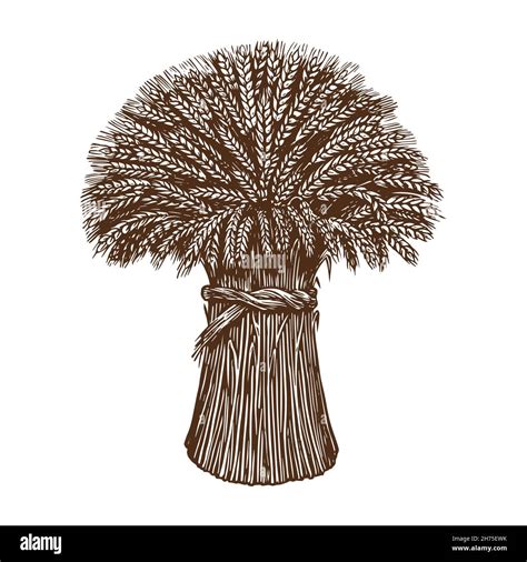 Sheaves Of Wheat Clipart