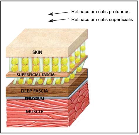 Fascia As A Sensory Organ - Track & Field News