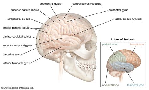 Human Brain Anatomy Sagittal Section Infographic Diagram, 45% OFF