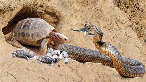 Can A Snake Eat A Turtle? - ReptileStartUp.com