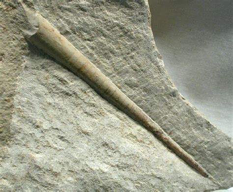 Orthocone Cephalopod Fossil