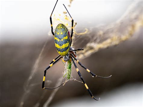 Giant Joro Spiders Could Cover the Entire East Coast, Scientists Say ...