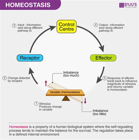 What Is Homeostasis? - Meaning, Definition And Examples