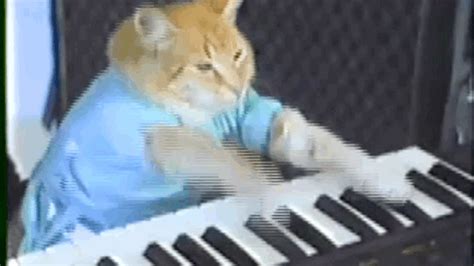 Gatinho Bento, do meme Keyboard Cat, morre aos 9 anos - E! Online Brasil