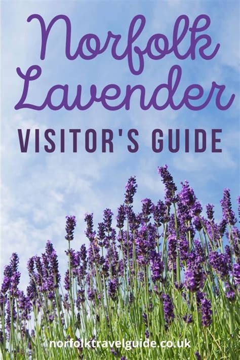 Norfolk Lavender - A Complete Visitor’s Guide | Written by a Local