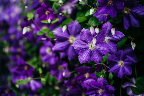 4 Clematis Plant Care Tips: How to Grow and Care for Clematis - 2022 ...