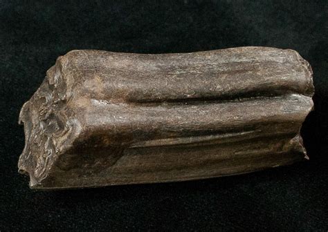 Pleistocene Aged Fossil Horse Tooth - Florida (#17429) For Sale ...