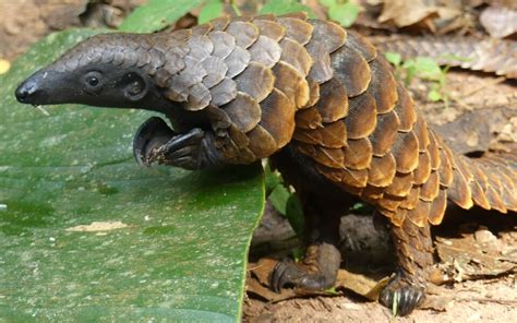 Giant Pangolin Conservation — Congo Basin Institute