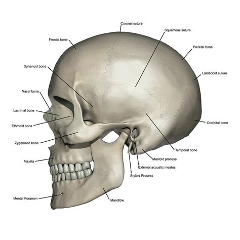 Lateral View Of Human Skull Anatomy Photograph by Alayna Guza - Fine ...