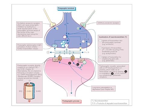 Neurotransmitters Receptors And Their Pathways - pediagenosis