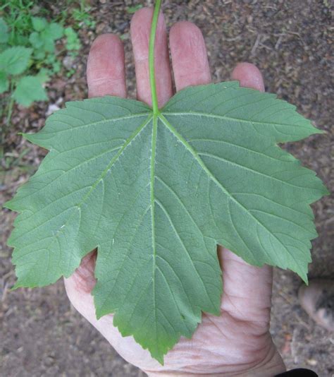 Sycamore - Tree Guide UK - Sycamore tree identification