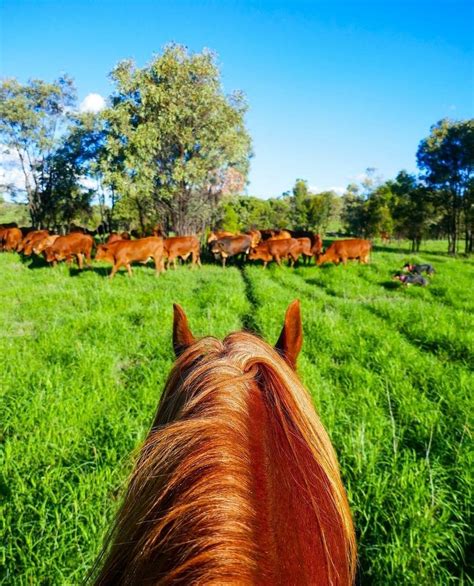 One of our Organic Beef Farms on the Move | Beef farming, Organic grass ...